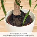 Plantebeskyttelsesnett 3-pack montert på potte opptil 30 cm fra Reer